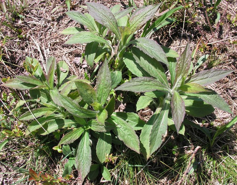 Rough Goldenrod – Rosette
