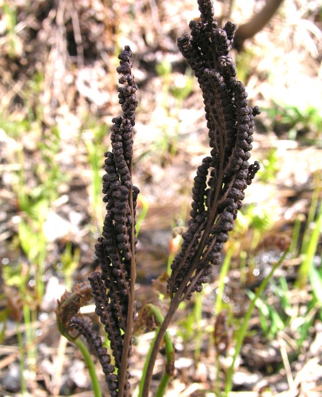 Sensitive Fern – Fertile Frond