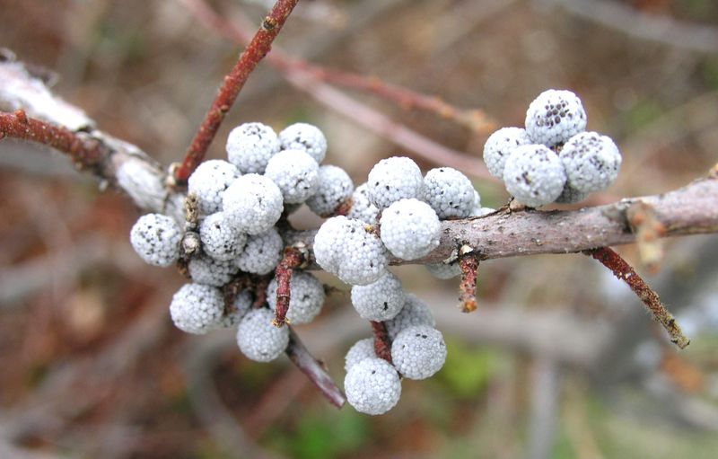 Bayberry – Fruit