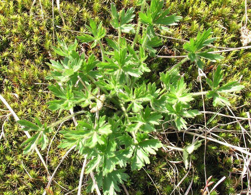 Tall Buttercup – Rosette