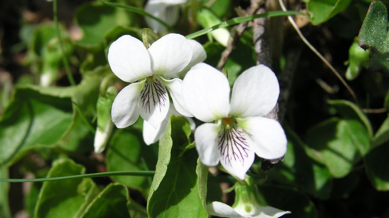 White Violet – Flower