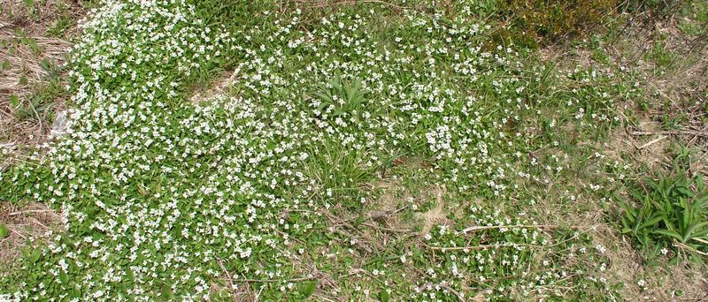 White Violet Infestation