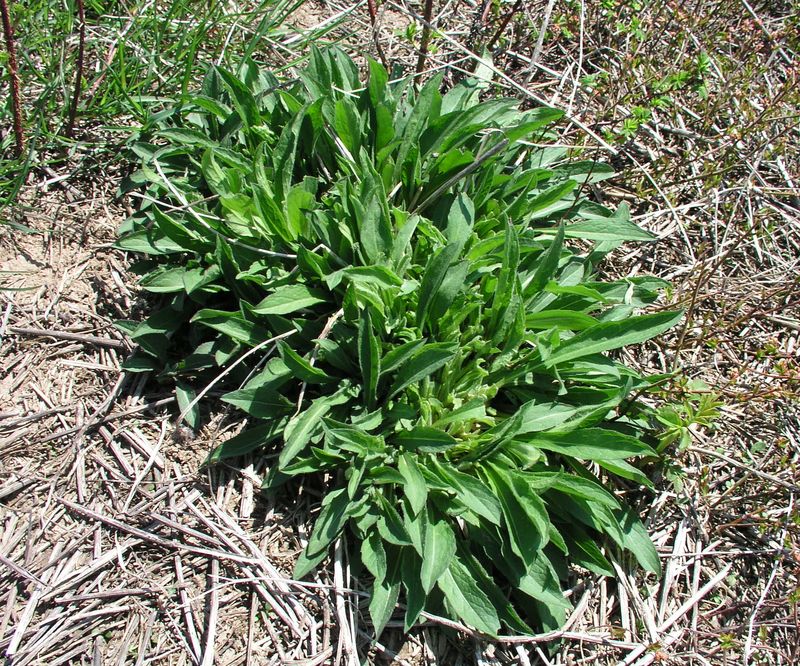 Black Knapweed – Rosette