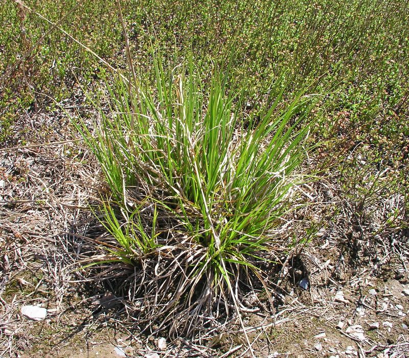 Black Bulrush – Spring Tussock