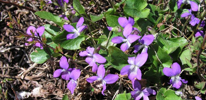 Blue Violet Infestation