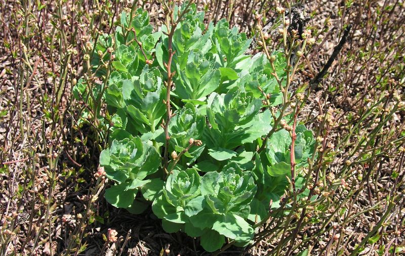 Stone Crops – Emerging Plant