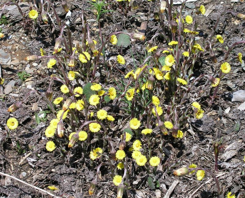 Colt's Foot – Infestation