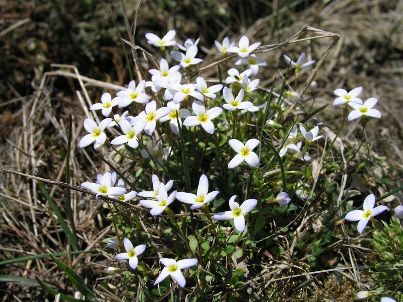 Bluets – Flowering Plant