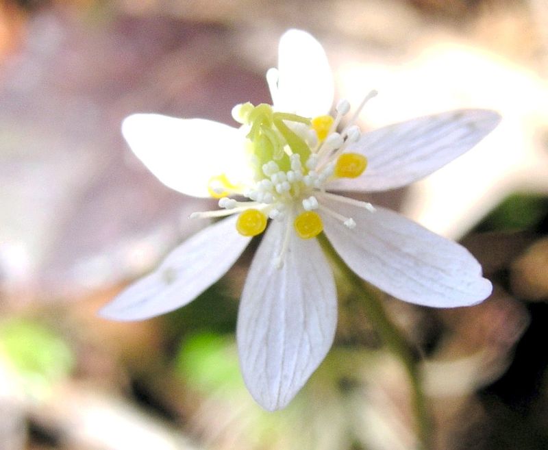Canker Root – Flower
