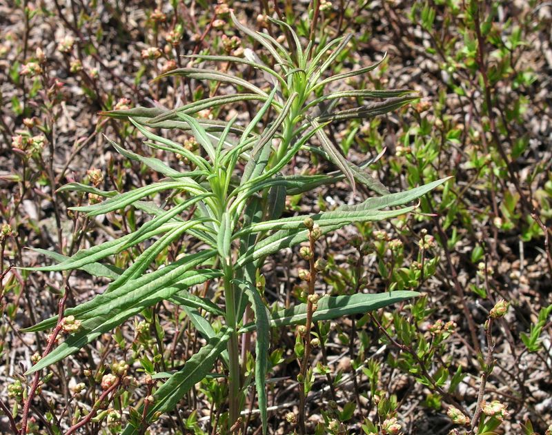 Narrow-Leaved Goldenrod – Shoots