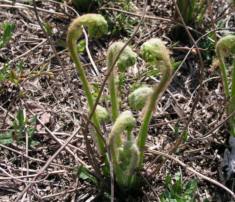 Bracken Fern – Emerging Frond