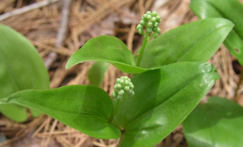 Wild Lily Of The Valley – Bud Stage