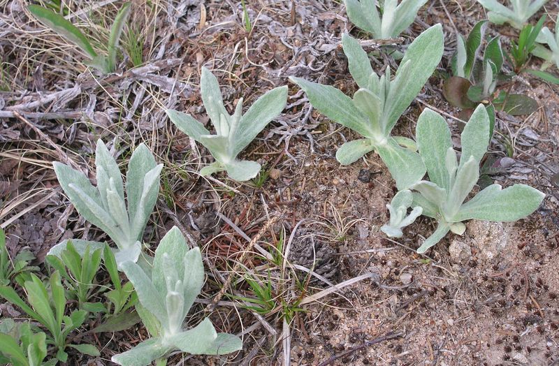 Pearly Everlasting – Shoots