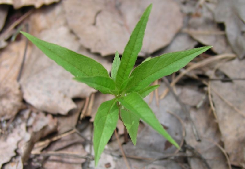 Star-flower – Young Plant