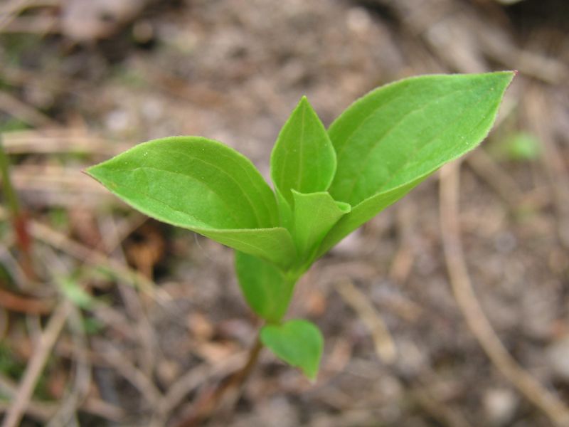 Bunchberry – Shoot