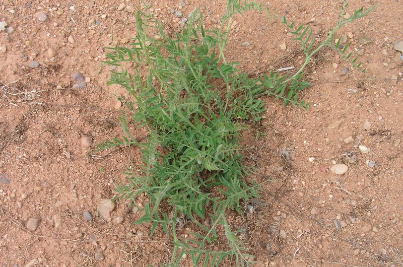 Tufted Vetch – Young Plant