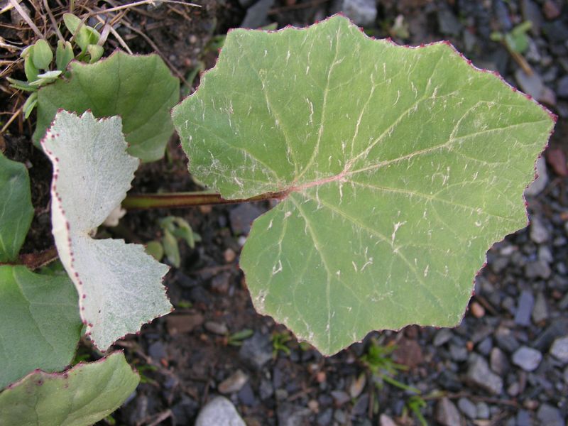 Colt's Foot – Leaf