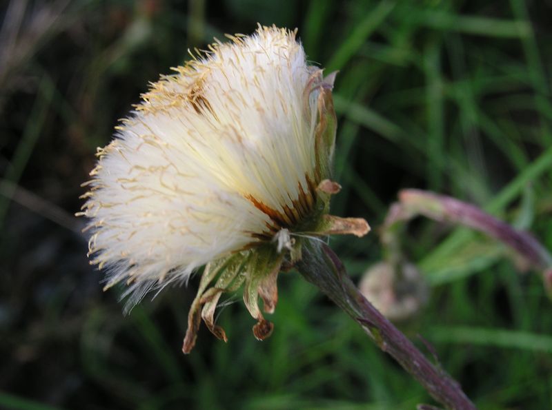 Colt's Foot – Fruiting Head