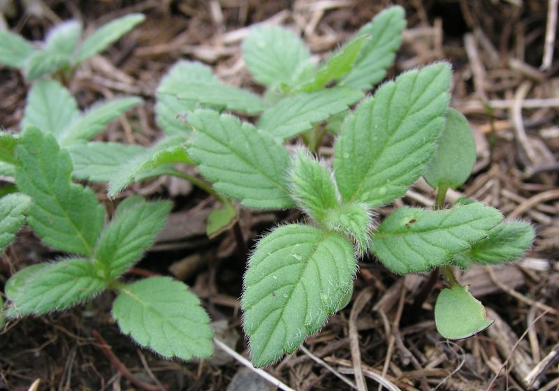 Hemp-Nettle – Seedling