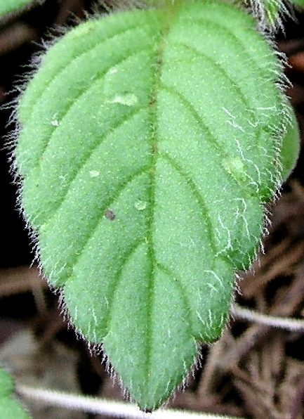 Hemp-Nettle – Leaf
