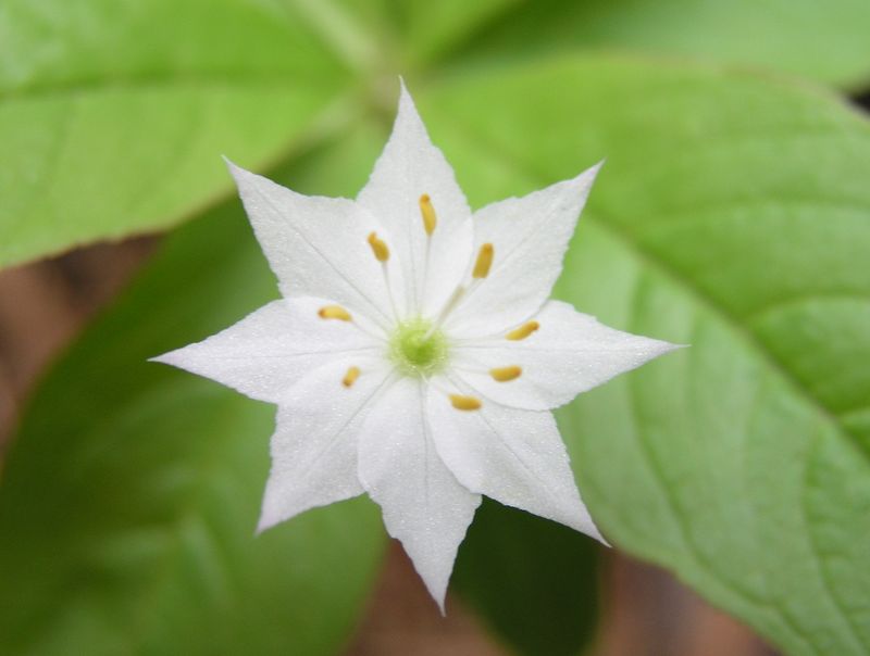 Star Flower- Flower