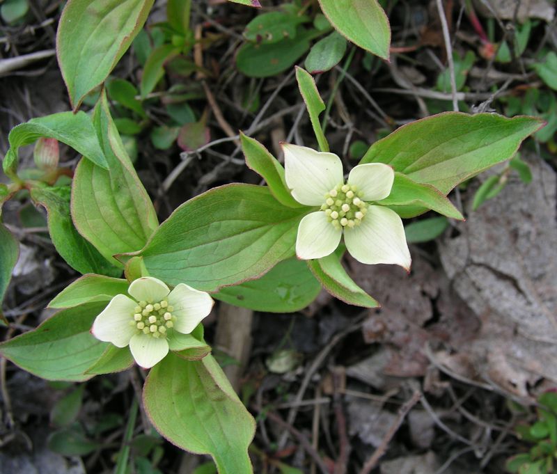 Bunchberry – Flower