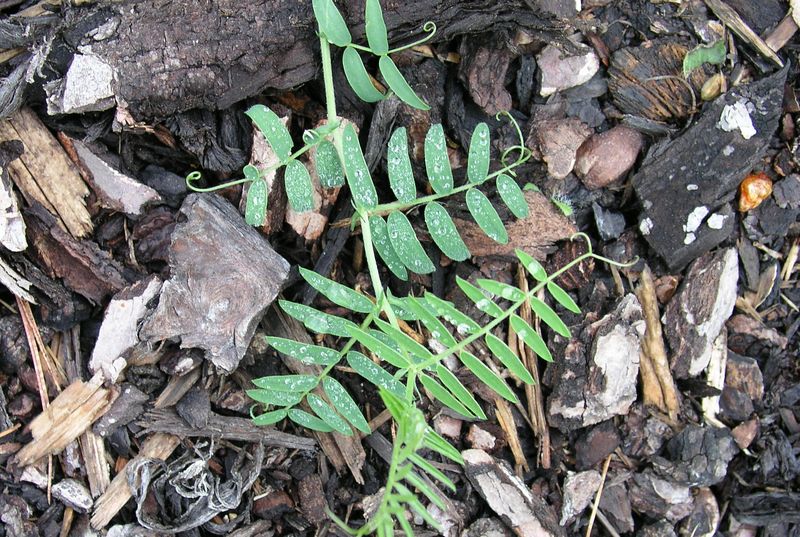 Tufted Vetch – Leaves