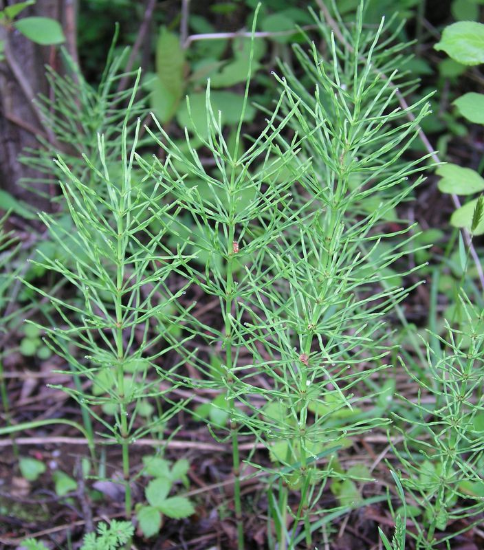 Field Horsetail – Mature Plant