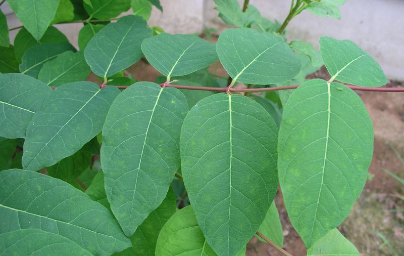 Spreading Dogbane – Leaves