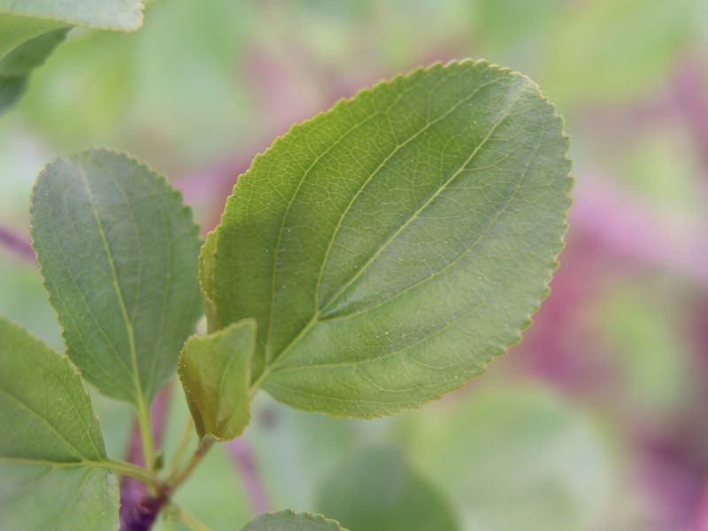 European Buckthorn – Leaf