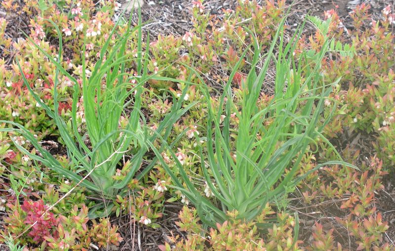Meadow Goat's Beard – Immature Plant