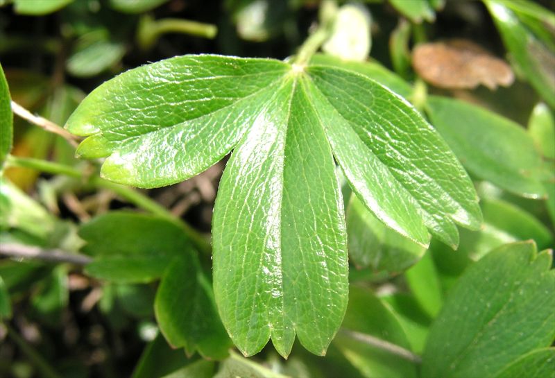 Three-toothed Cinquefoil – Leaf