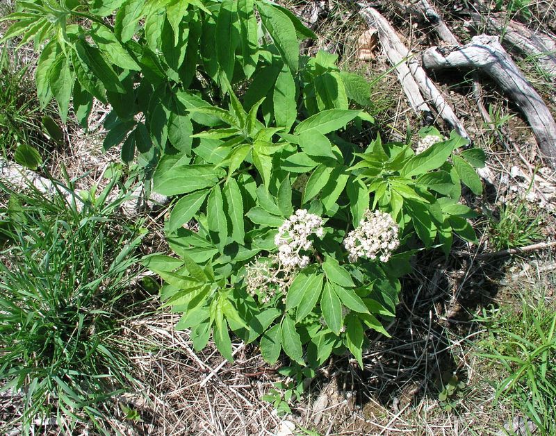 Common Elderberry