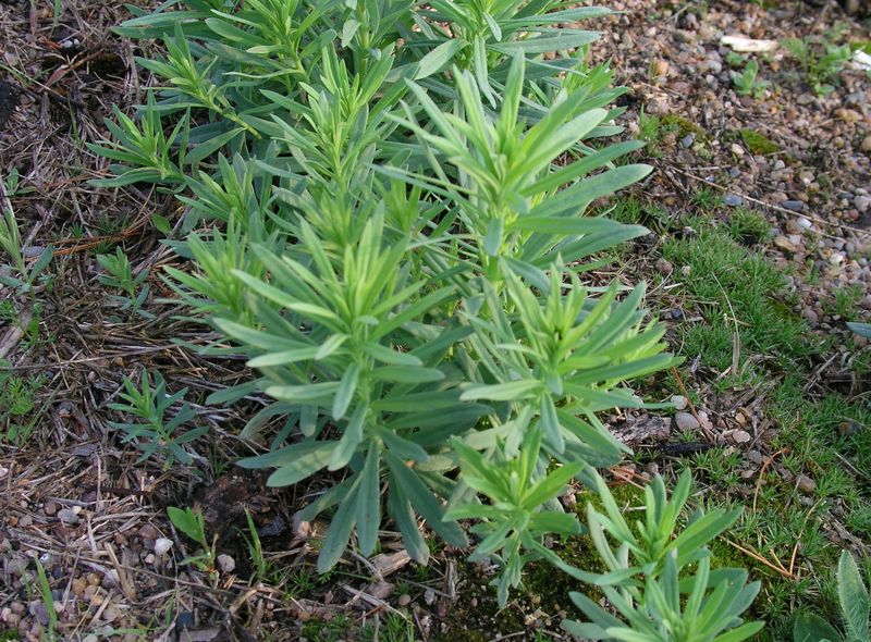 Yellow Toadflax – Shoots