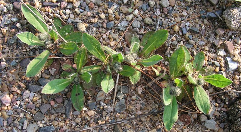 Orange Hawkweed – Young Plant
