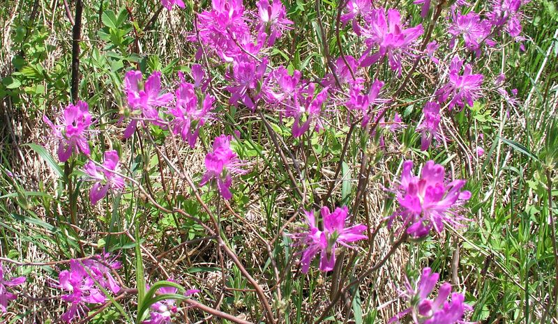 Canadian Rhododendron – Full Flower