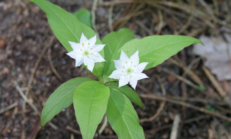 Star Flower – Flowers
