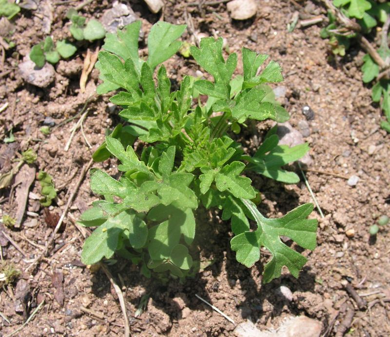 Common Ragweed – Seedling