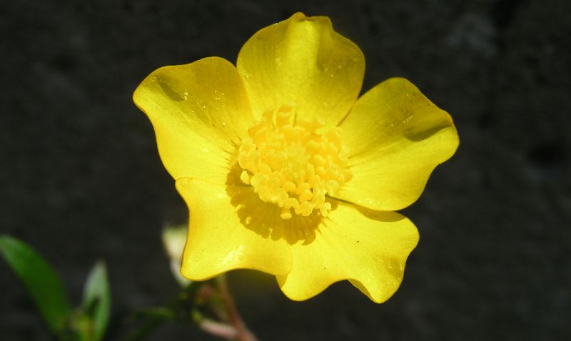 Tall Buttercup – Flower