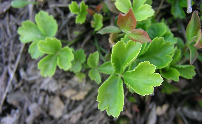 Canker Root – Young Plant