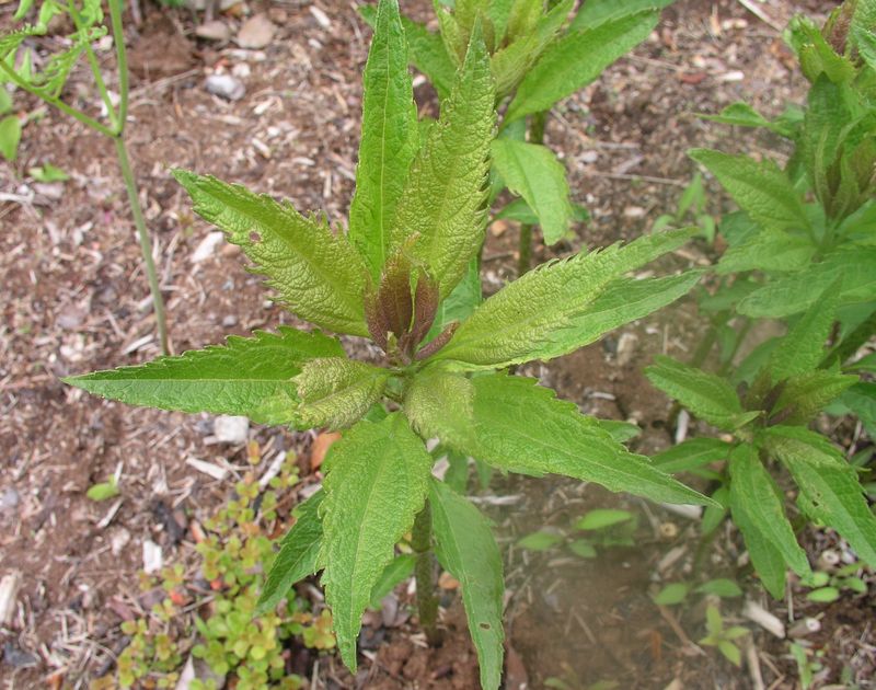 Spotted Joe Pye Weed – Leaves