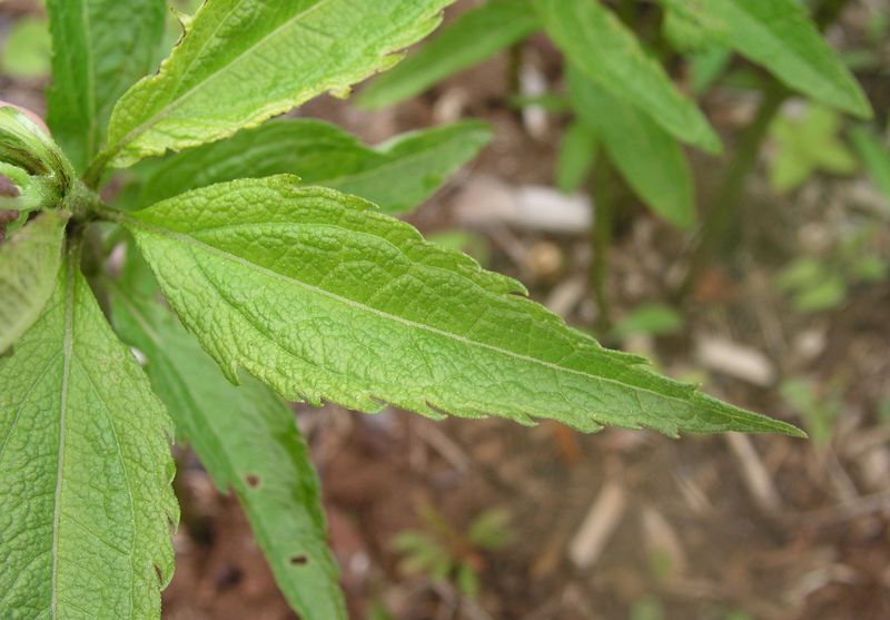 Spotted Joe Pye Weed – Leaf