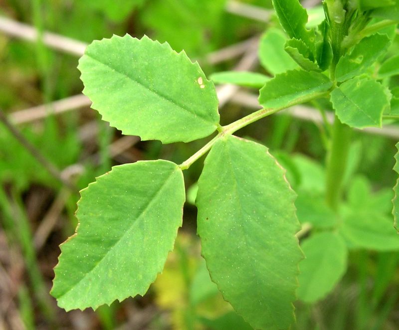 Yellow Sweet  Clover – Leaves