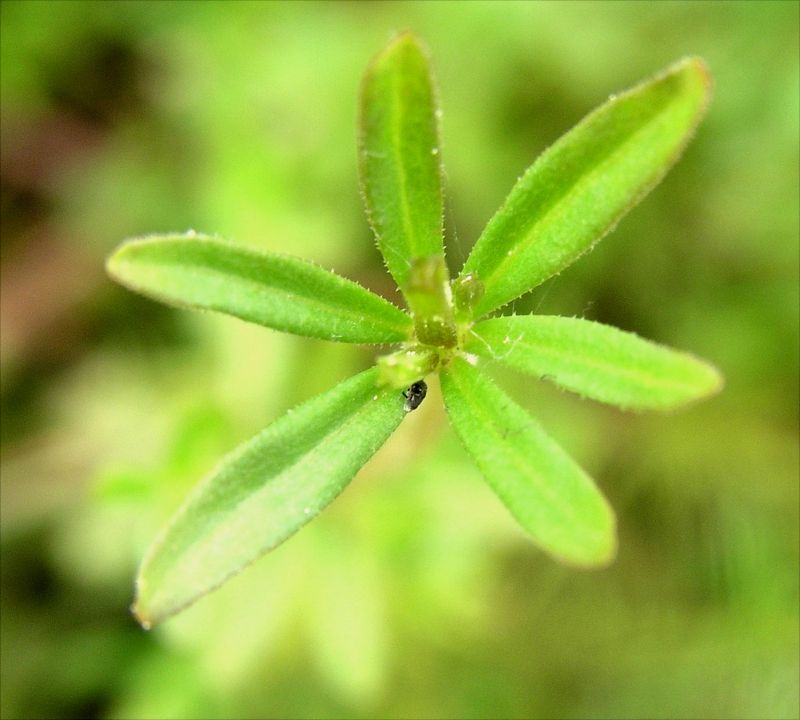 Northern Bedstraw-Leaf