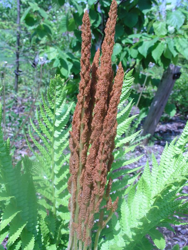 Cinnamon Fern – Fertile Fronds