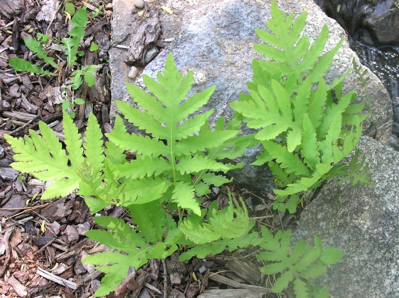 Sensitive Fern – Sterile Frond