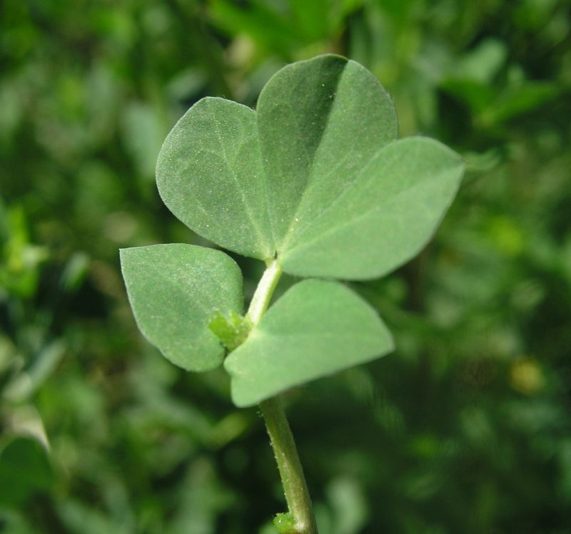 Bird's Foot Trefoil – Leaf