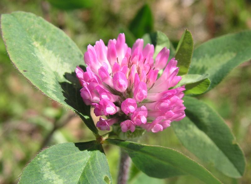 Red and White Clover – Red Flower