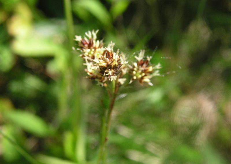 Common Woodrush – Flowering Heads