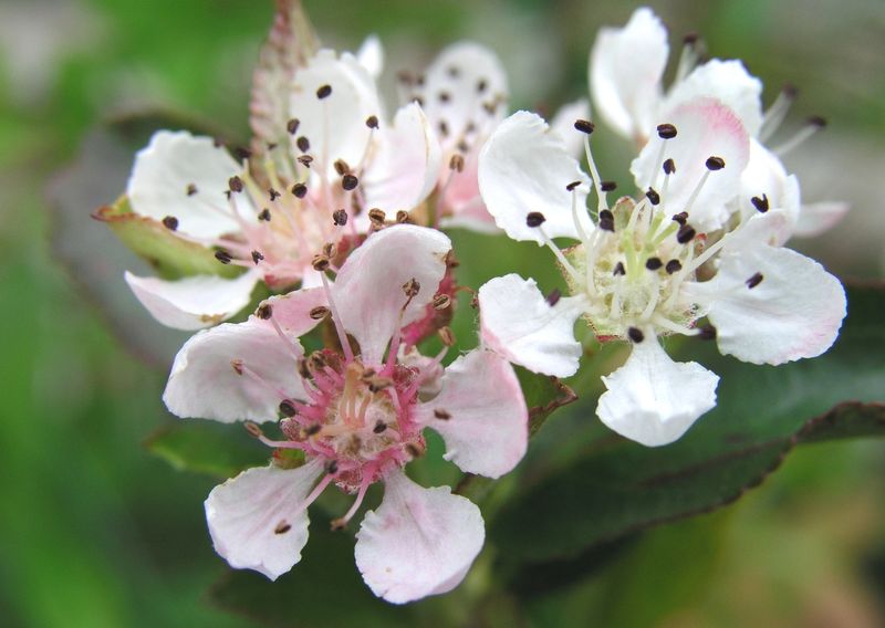 Red Chokeberry – Flowers